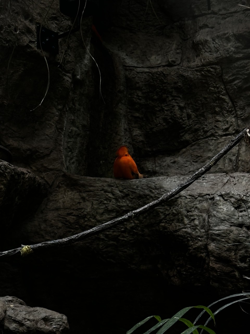 Red Bird