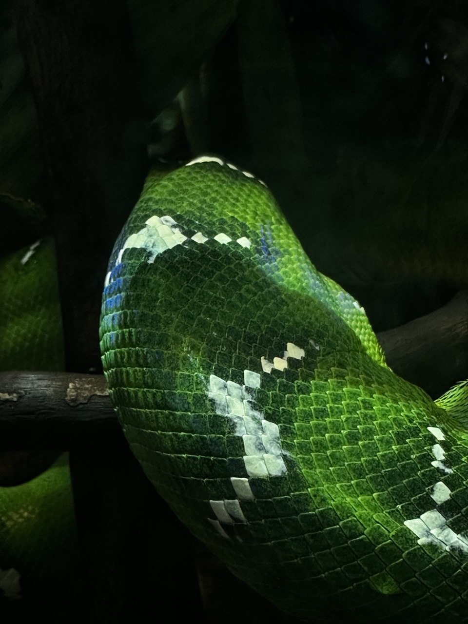 Snake
